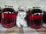 Обложка произведения Е..компот