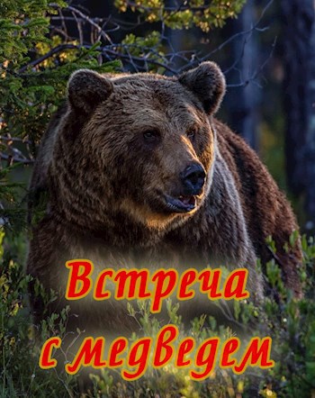 Встреча с медведем фото