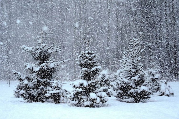 Обложка произведения Falling Snow