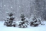 Обложка произведения Falling Snow