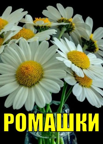 Обложка произведения Ромашки