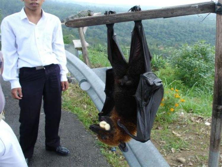 The largest bat. Летучая лисица. What is a bat. Калонг летучая лисица. The big bat.