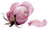 3a47dfec5c354de183fe6049d66d8212.png