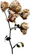 78cc61df91704cc685d3a1ffffab5b0c.png