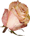8351847649534b6e980060f93adc3514.png