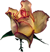 c69bc98395124ab9a4aafda2079157a4.png