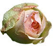 f5885910e764429daeefddb04d13b457.png