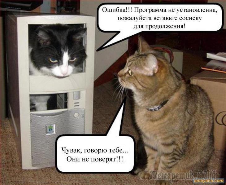 Смешные про котов