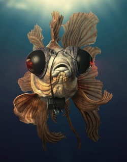 Pedro Pereira_Fish Eye.