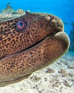 Обложка произведения Unter der limbo