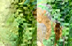 Мина, дриада некромант