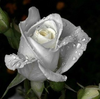 Обложка произведения По свету бродит Мастер где-то...
