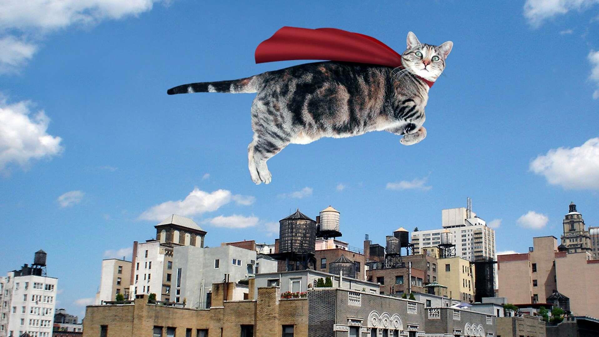 Летучий Кот