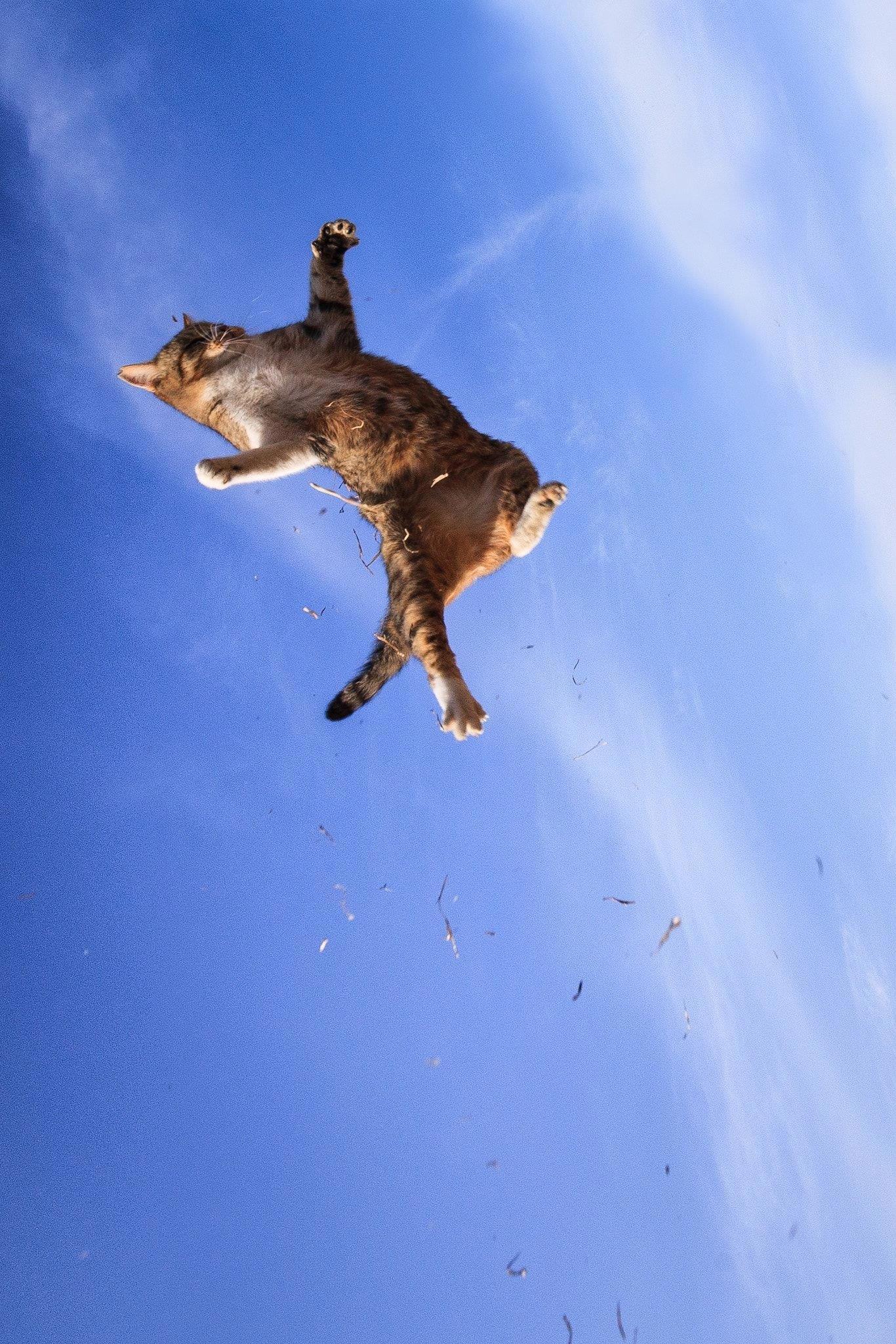 Взрослый зверь падающей. Кот летит. Кот прыгает. Летающая кошка. Кошка в полёте.