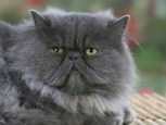 Обложка произведения Любовь Басса.