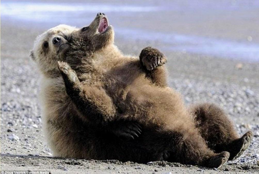 Забавные медведи. Прикольный медведь. Смешной мишка. Медведь отдыхает. Забавные медвежата.