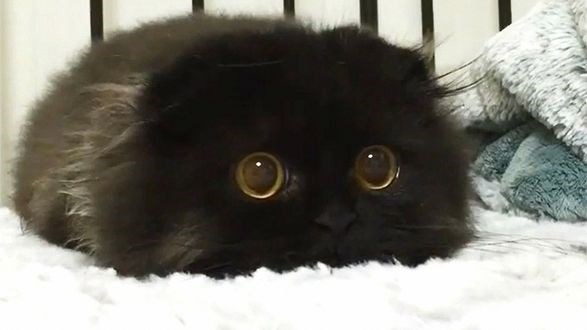 Обложка произведения Кошачий сюжет