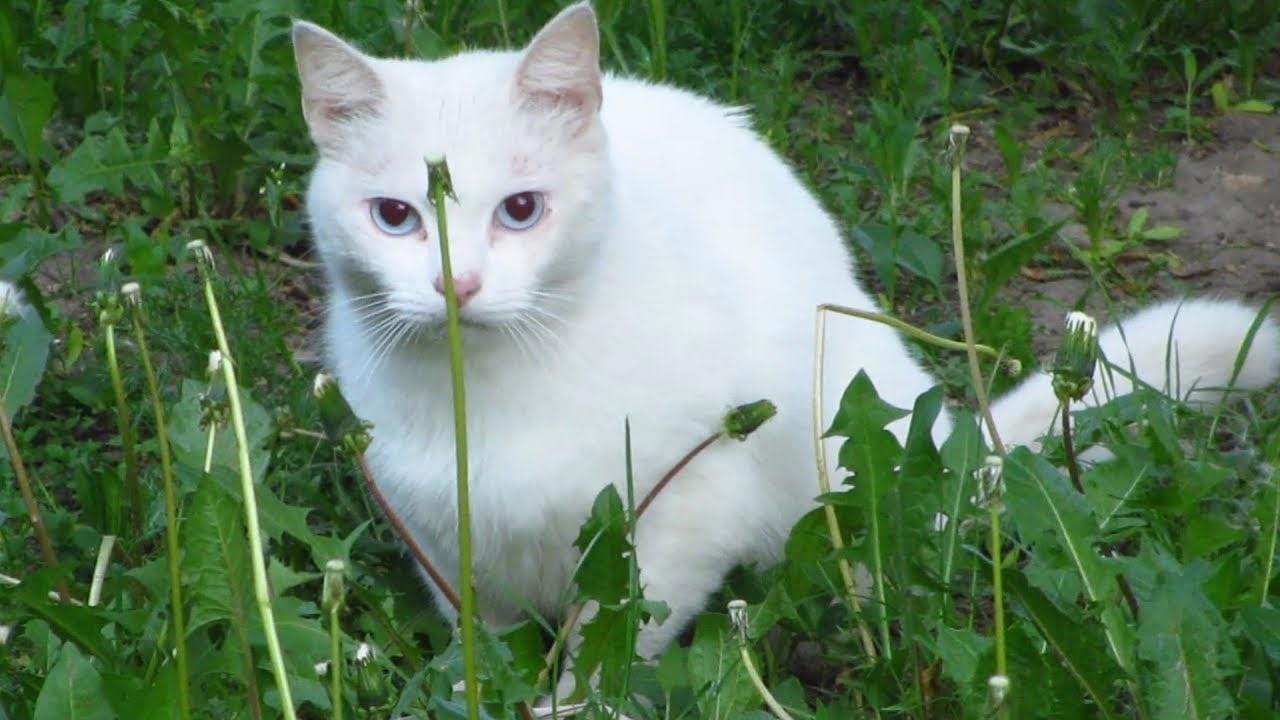 Возьму белую кошку. Белый кот. Лесной кот белый. Белый уличный кот. Белая кошка в лесу.