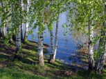 Обложка произведения Черничные берега.