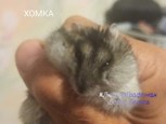 Обложка произведения Хомка