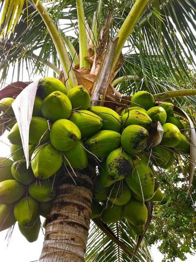 Авокадо Пальма с плодами
