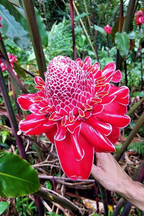 Torch Ginger С†РІРµС‚РѕРє