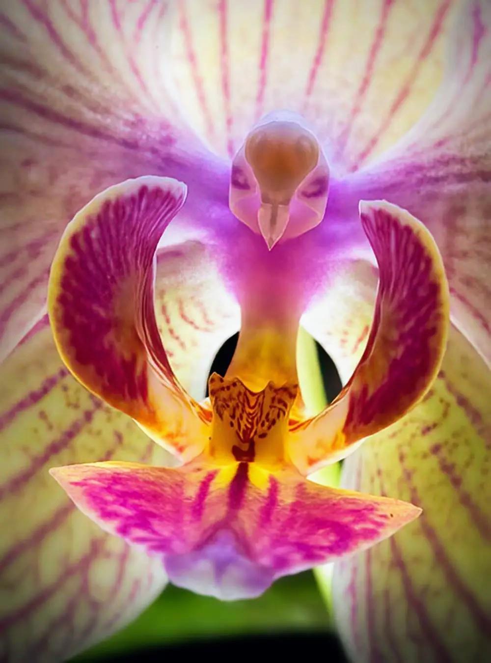 Орхидеи Необычные