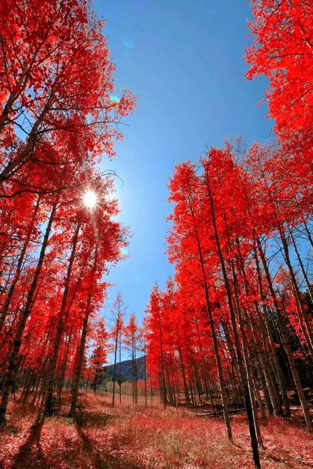 Величественными багряными. Красное дерево. Красный пейзаж. Красивое красное дерево. Красное осеннее дерево.
