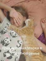 Обложка произведения Приключения Марка в многодетной семье.