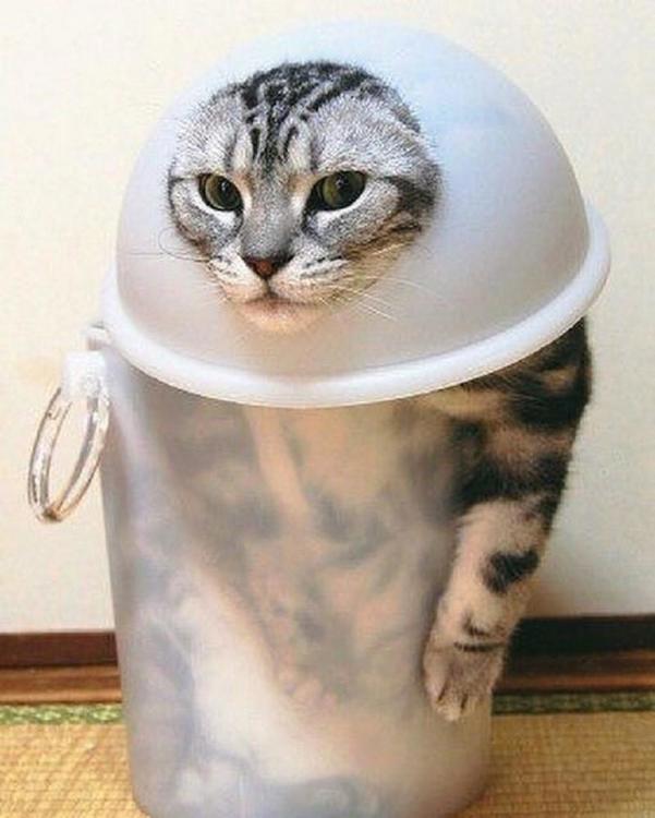 Fizik kurallarına kedi yorumu - Magazin Haberleri