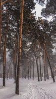 Обложка произведения Ортусолис. Подарки Ниомины