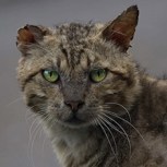 Обложка произведения Шёл месяц Март.