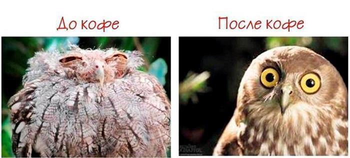 До кофе после кофе мем с котом