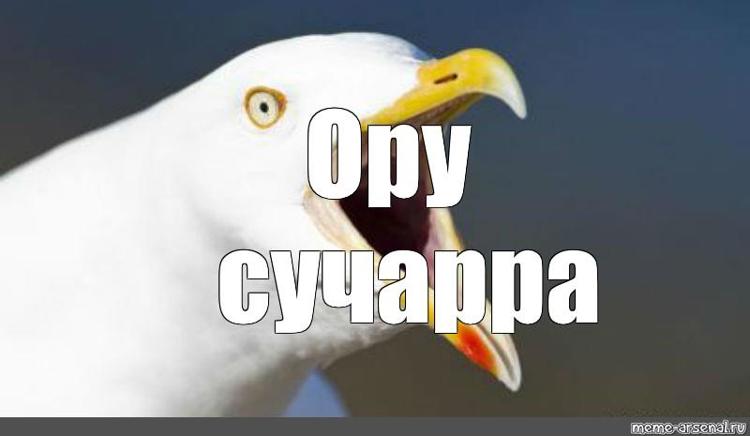 Ну не ори. Ору Мем. Кричу ору Мем. Я ору Мем.