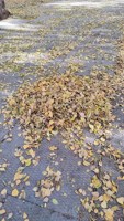 Обложка произведения Кучка