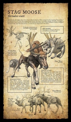 Stag Moose.