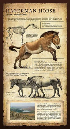 Hagerman Horse.