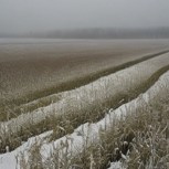 Обложка произведения Гастарбайтеры