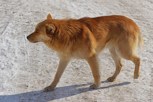 Обложка произведения Гром 4