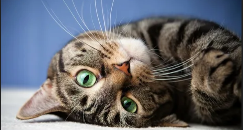 МЕНЯ ТО ЗА ЧТО?!