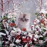 Обложка произведения Зимний котёнок