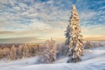 Обложка произведения Зимняя ловушка