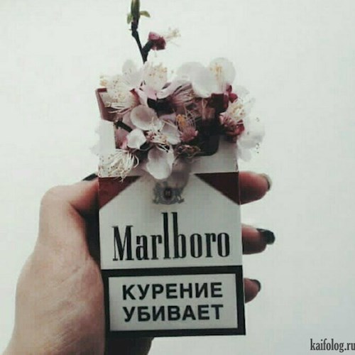 Обложка произведения Не курение убивает.