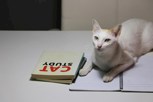 Обложка произведения Два кота