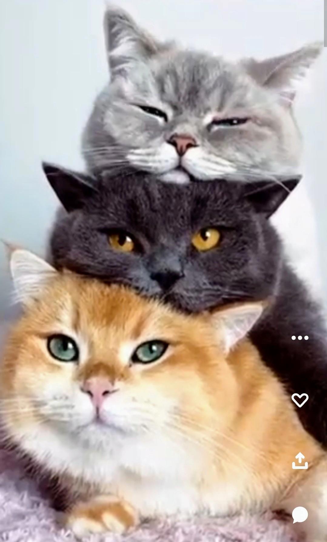 Парные картинки с котами
