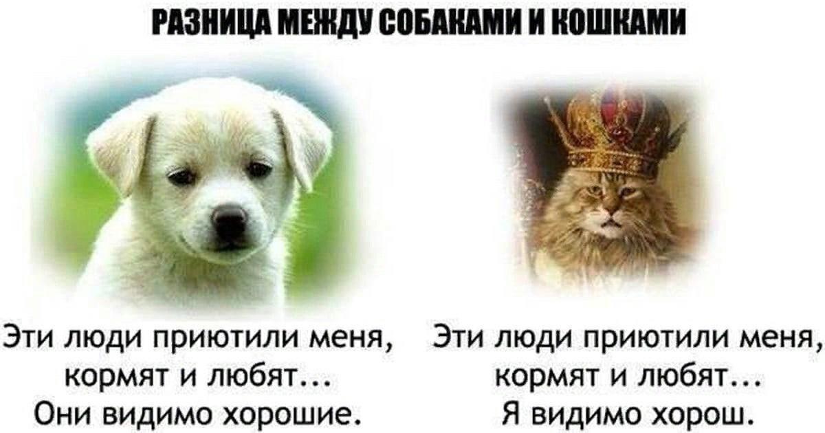 Почему собаки лучше людей. Разница между кошкой и собакой. Кошки лучше собак. Кошки и собаки отношение к человеку. Собаки лучше людей.