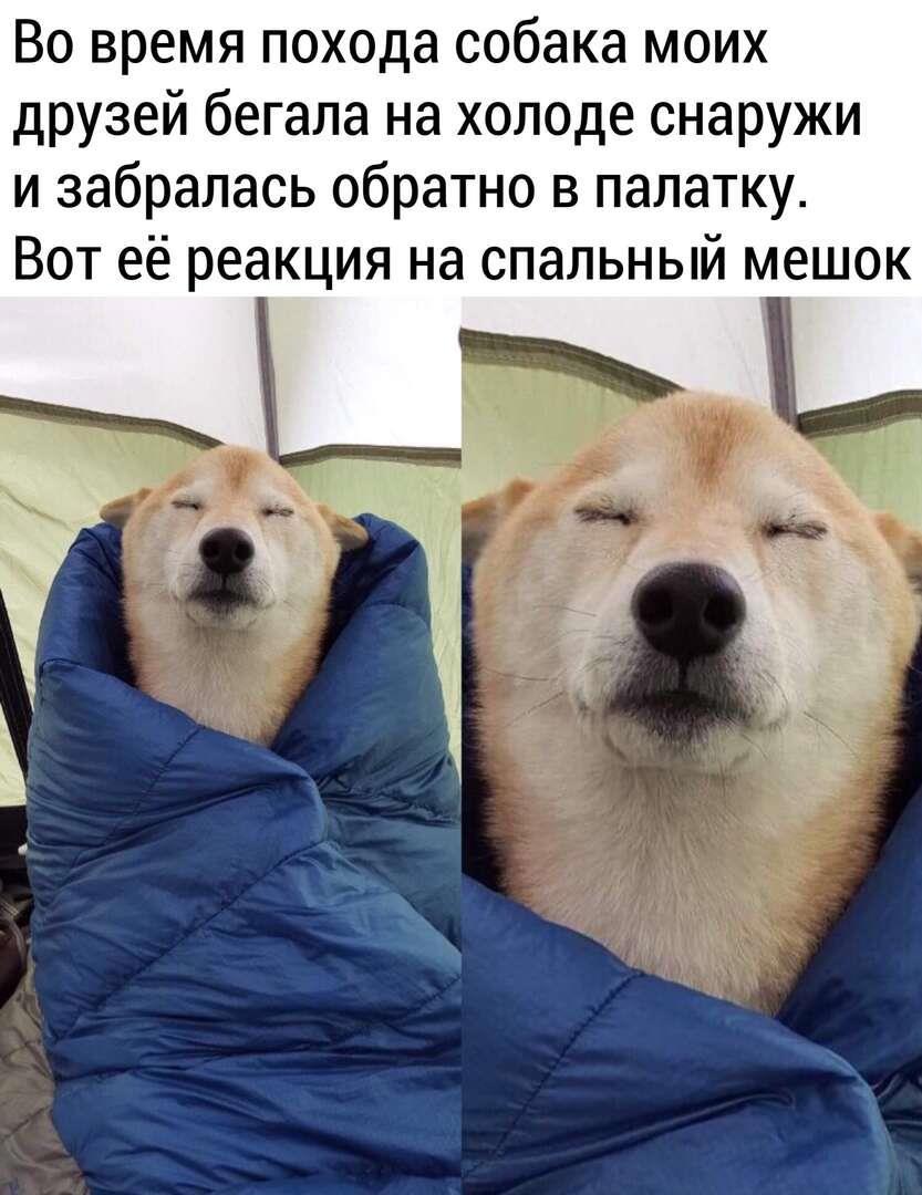 Мемы про собак картинки