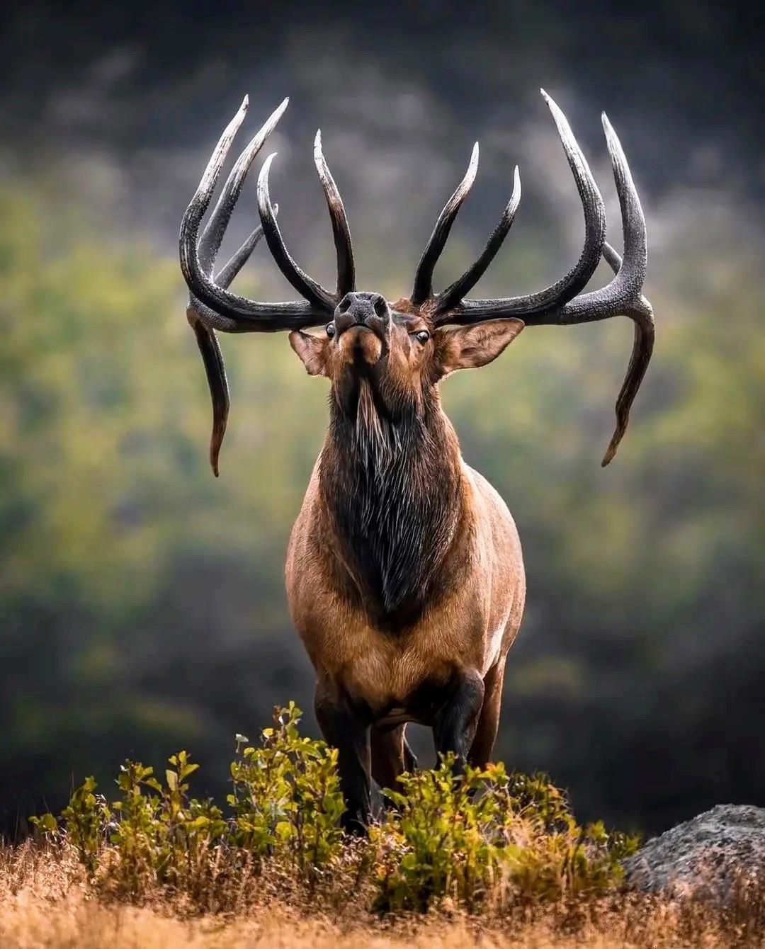 Дикие животные факты. Вапити. Elk. Elk animal. Дикие животные Крыма.