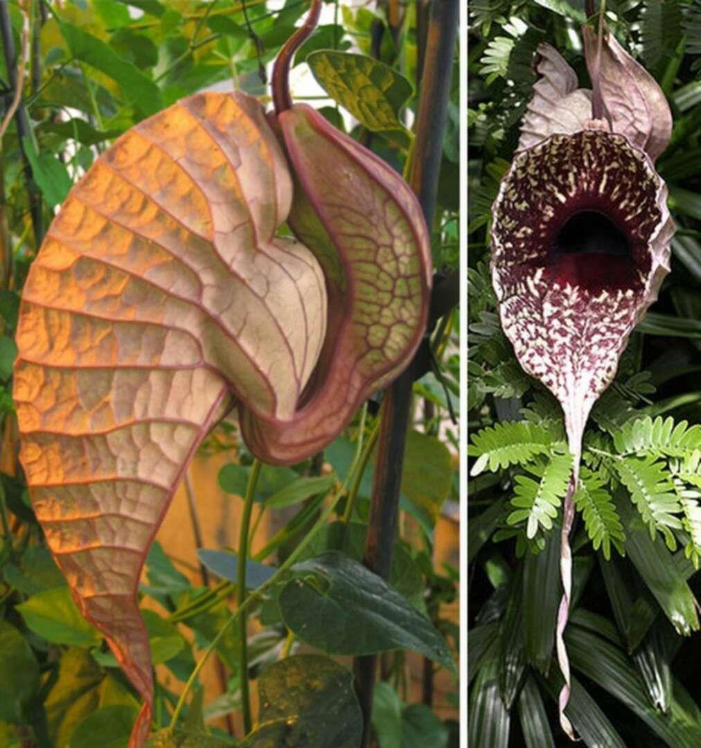 Растение-Пеликан Aristolochia grandiflora