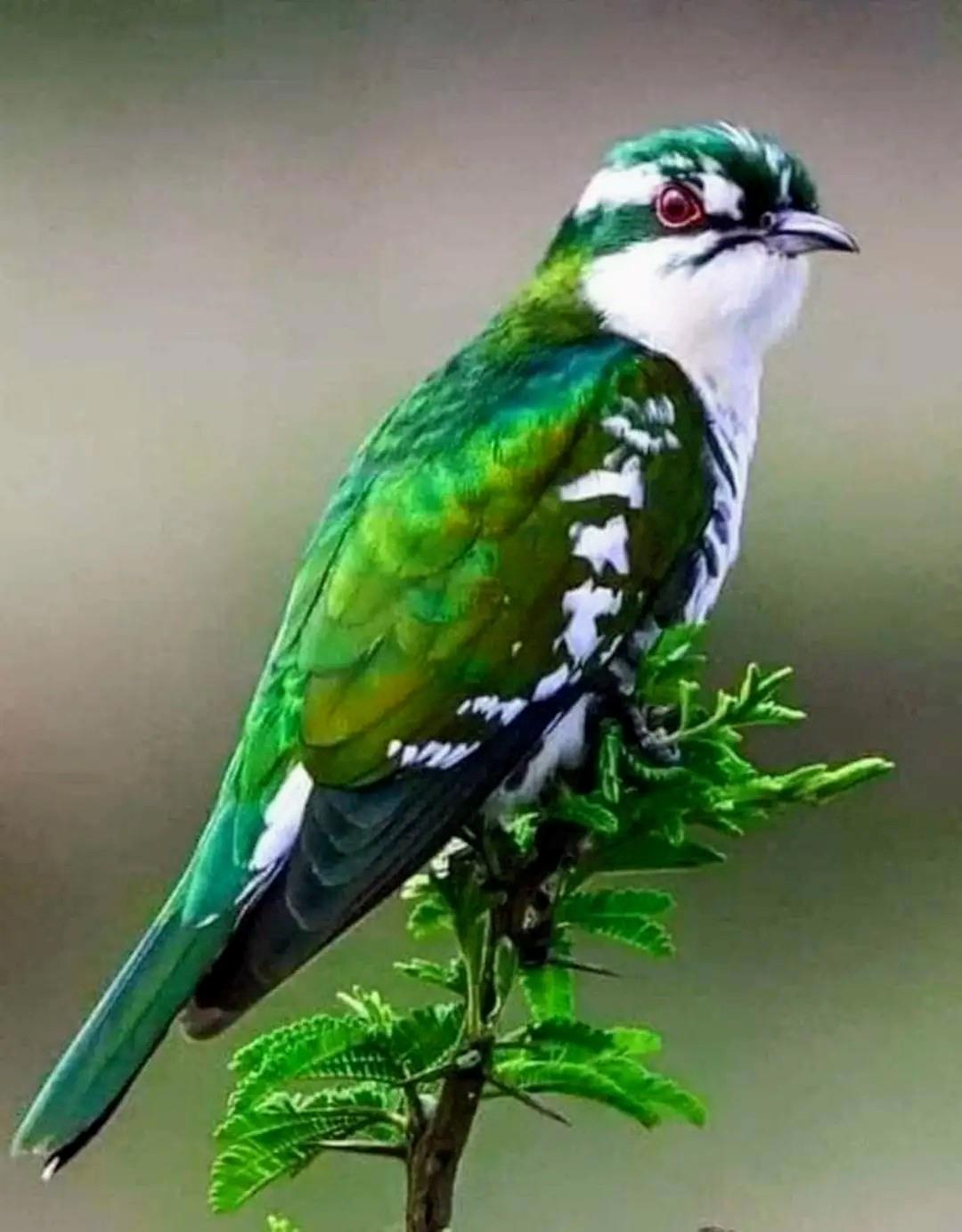 Птица с зеленым оперением. Изумрудная бронзовая Кукушка. Chrysococcyx cupreus. Африканская Изумрудная Кукушка. Малый зелёный рогоклюв.